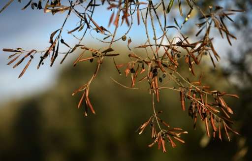 Xylella fastidiosa, first spotted in 2013, poses a serious threat to Italy's olive and orange groves and vineyards