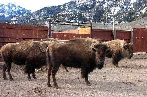 Yellowstone bison heading for slaughter as park trims herd