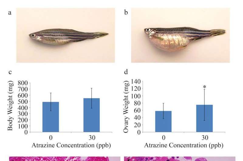 Zebrafish embryos exposed to atrazine pass on health problems to their young