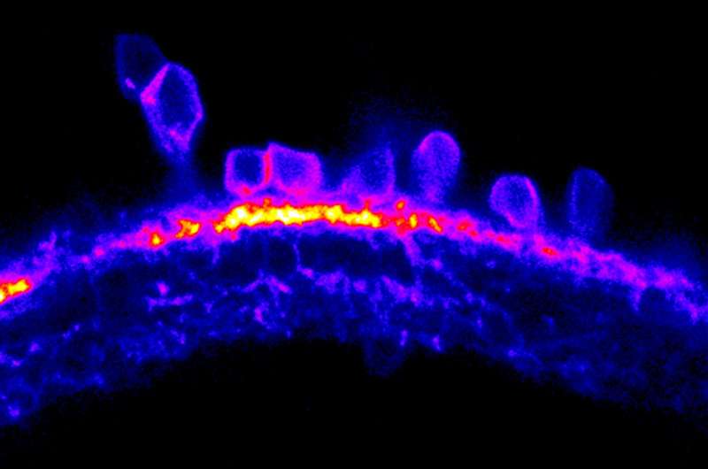Zebrafish reveal the ups and downs of vision