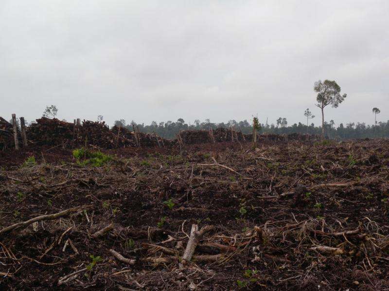 “Zero deforestation” champion creates new risks for Indonesia’s forests and peatlands