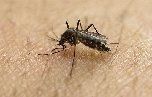 Zika mosquito: thrives in hot weather, hard to wipe out