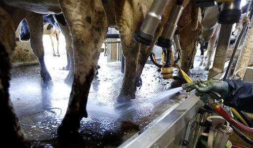 California targets dairy cows to combat global warming