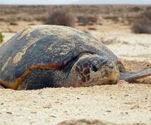 Conservation laws need reshaping to protect sea turtles, research finds