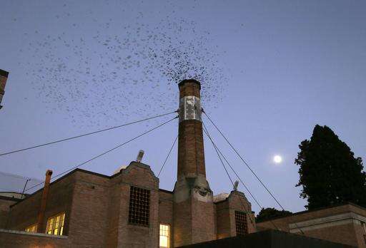 Migratory bird struggles for shelter as chimneys torn down