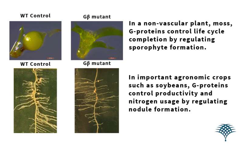 New discoveries offer critical information for improving crop yield