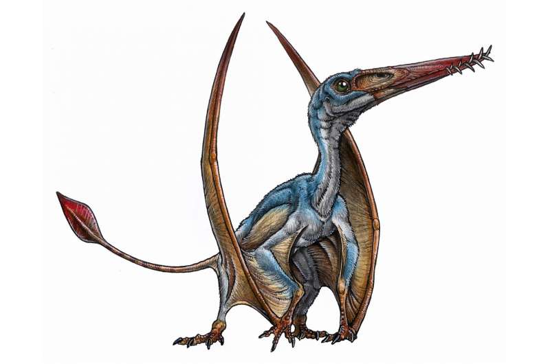 New species of pterosaur discovered in Patagonia