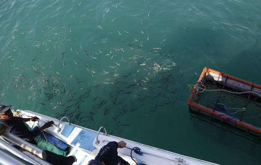 Off South Africa's coast, great white sharks are threatened