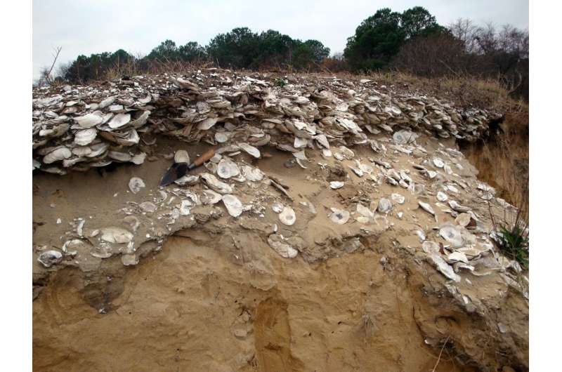 Scientists find sustainable solutions for oysters in the future by looking into the past