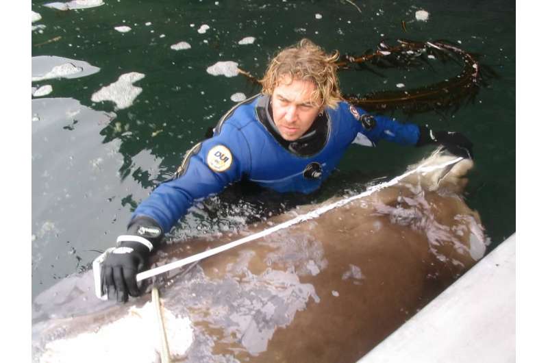 International search reveals genetic evidence for new species of beaked whale