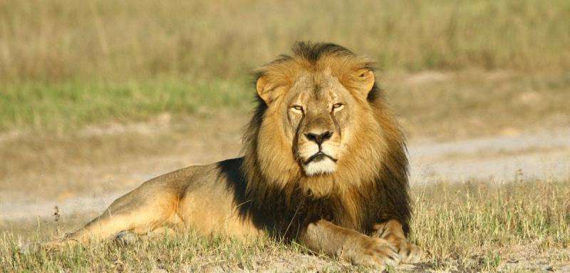 New research reveals extent of human threat to lion populations