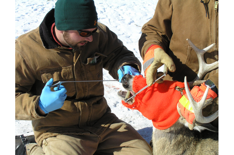 Researchers document first-ever evidence of white-tailed deer declines from CWD