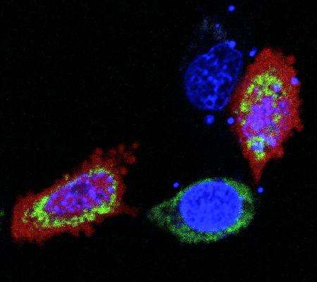 Researchers discover new way to screen for cancer-killing drugs