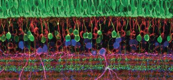 Researchers link a rabbit retina to a chip in vitro