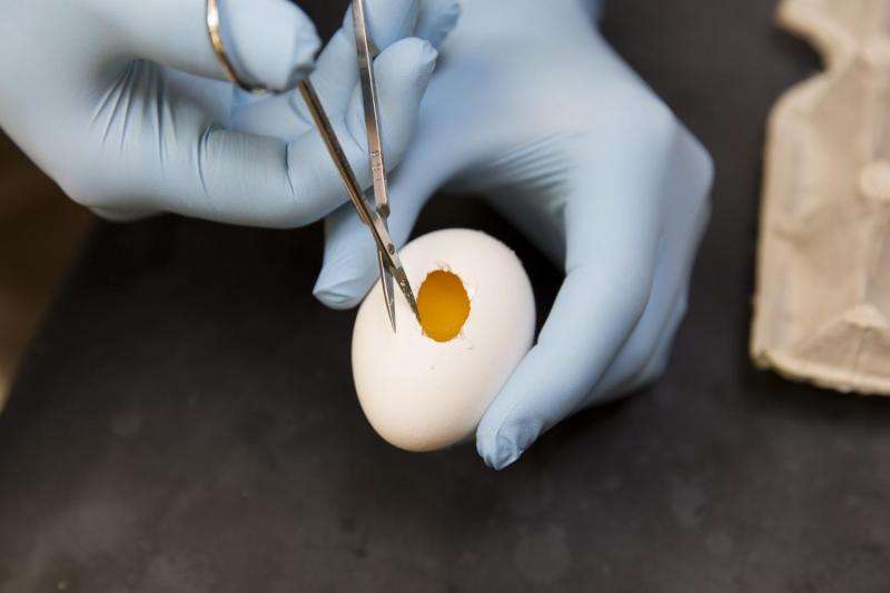Researchers track neural stem cells by coloring chicken eggs from the inside