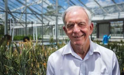 Researchers discover a special power in wheat