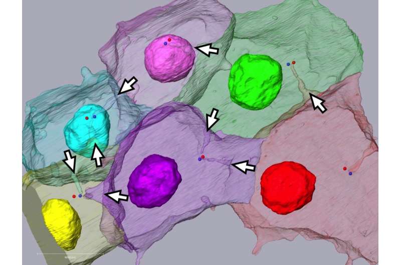 Discovery of a unique subcellular structure determining the orientation of cell division