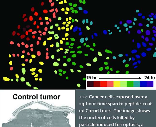 Nanoparticles called C dots show ability to induce cell death in tumors