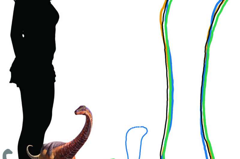 Newly discovered baby Titanosaur sheds light on dinosaurs' early lives