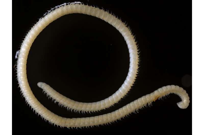 New species of extremely leggy millipede discovered in a cave in California