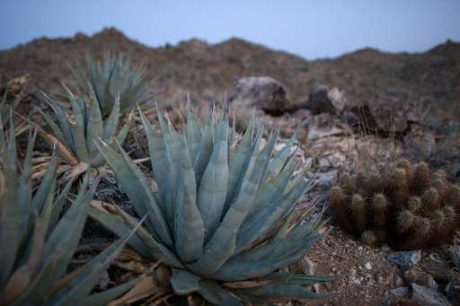 Researchers are studying ways to use components of the agave plant in the manufacture of a bioplastic that could replace fibergl