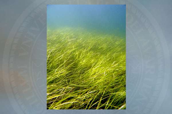 Researchers sequence seagrass genome, unlocking valuable resource