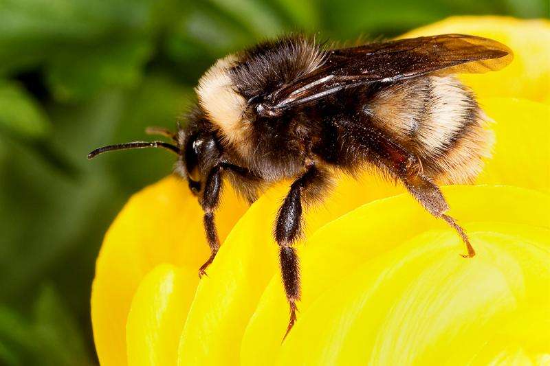 Study suggests commercial bumble bee industry amplified a fungal pathogen of bees