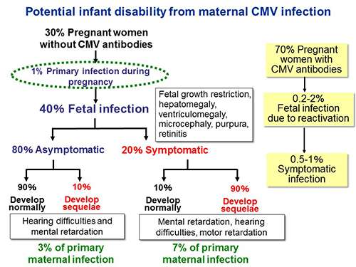 New method for predicting congenital CMV infection during the prenatal period