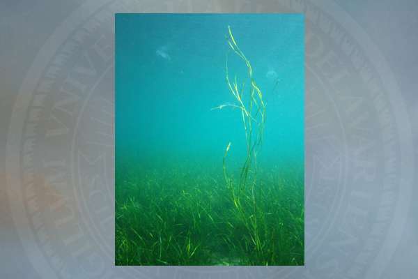 Researchers sequence seagrass genome, unlocking valuable resource