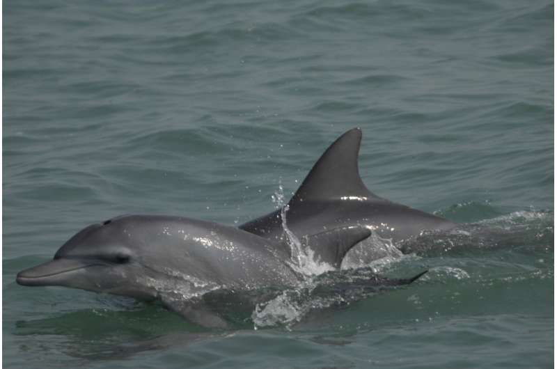 Scientists studying dolphins find Bay of Bengal a realm of evolutionary change