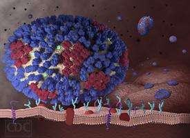 Researchers discover rare flu-thwarting mutation