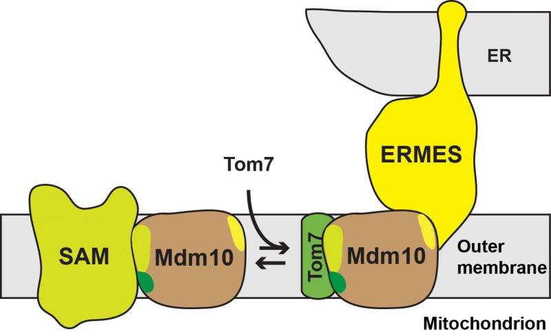 Researchers demonstrate how a molecular barrel structure serves various functions in the mitochondria