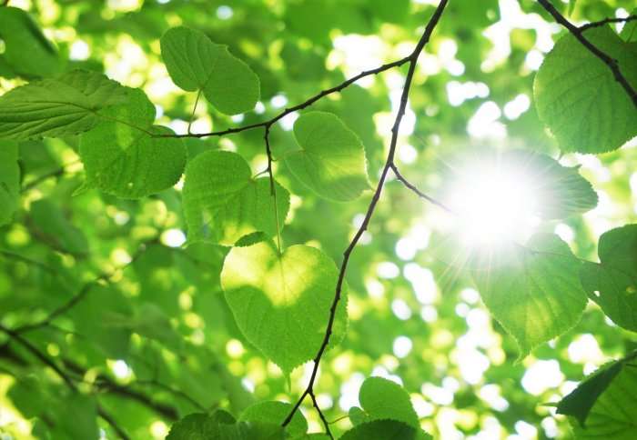 Researchers discover feedback mechanism in photosynthesis that protects plants from damage by light