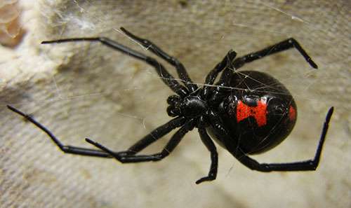 Exploring the evolution of spider venom to improve human health