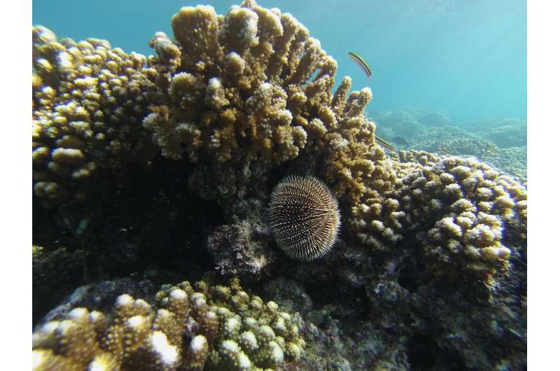 Ocean acidification study offers warnings for marine life, habitats