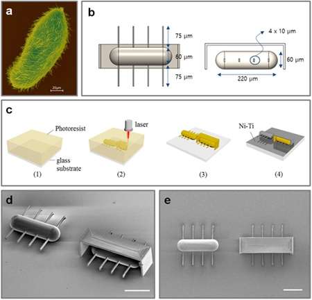 Research team develops world’s first ciliary stroke motion microrobots