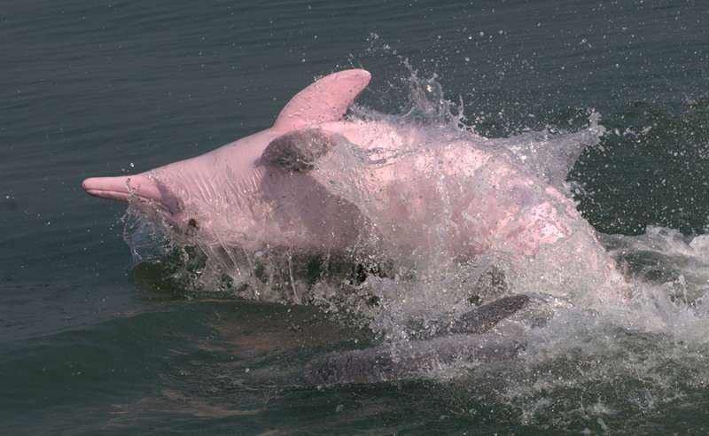 Scientists studying dolphins find Bay of Bengal a realm of evolutionary change