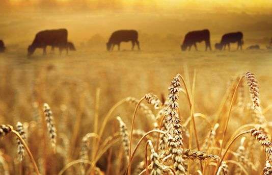 Understanding the links between climate change and arable crop diseases using modelling