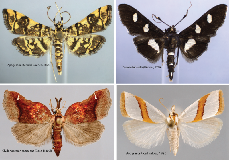 1,541 snout moth species and counting in the United States and Canada