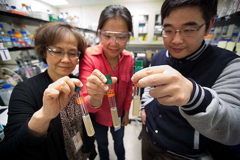 Researchers discover how a bacterium, Clostridium thermocellum, utilizes both CO2 and cellulose