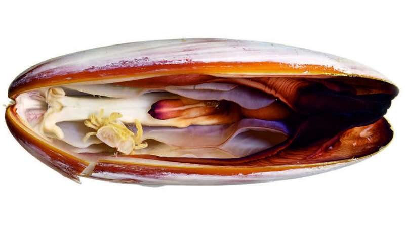 New species of pea-size crab parasitizing a date mussel has a name of a Roman god