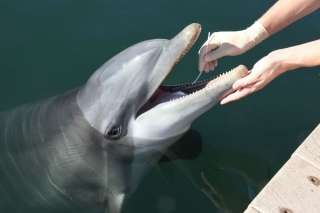 Researchers discover previously unknown bacterial species in dolphins
