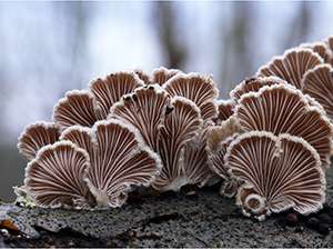 Researchers expose ‘hidden layers’ in fungi