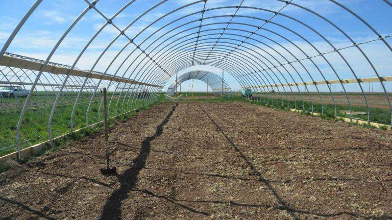 Researcher studies high-value vegetable crop production under high tunnels