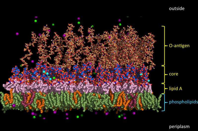 Scientists model outer membrane of 12 bacterial species to speed new drugs for 'bad bugs'