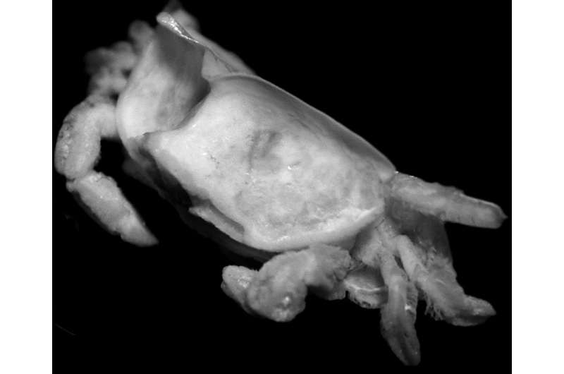 New species of pea-size crab parasitizing a date mussel has a name of a Roman god