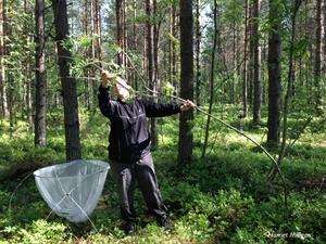 Researchers find dissimilar forests are vital for delivery of ecosystem services