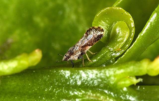 Experimental trap uses sound to disrupt citrus pest's mating