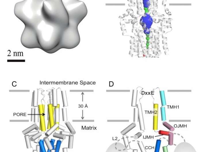 Researchers unveil architecture of mitochondrial calcium uniporter