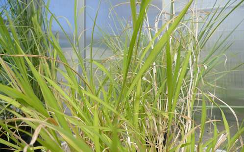 Research finds common grass could help boost food security